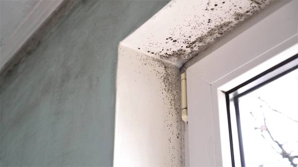 Best Mold Remediation for Specific Building Types in Walkertown, NC